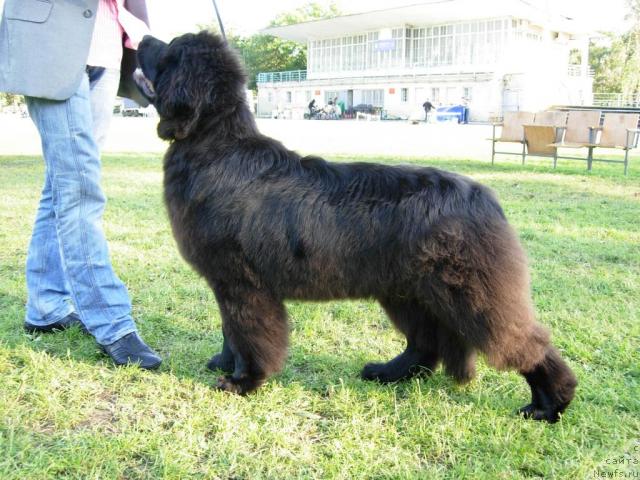 Фото: ньюфаундленд Smigar Nimfeya Neotrazimaya (Смигар Нимфея Неотразимая)