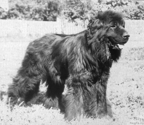 Фото: ньюфаундленд Battergolf's Djeyn Morrisen (Баттерголф'с Джейн Моррисен)