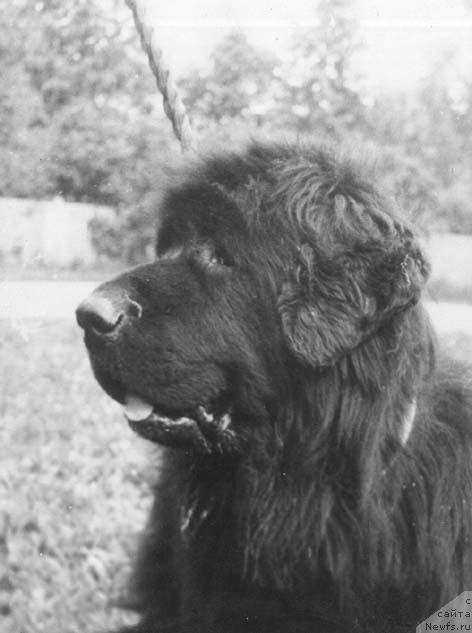 Фото: ньюфаундленд Battergolf's Djeyn Morrisen (Баттерголф'с Джейн Моррисен)