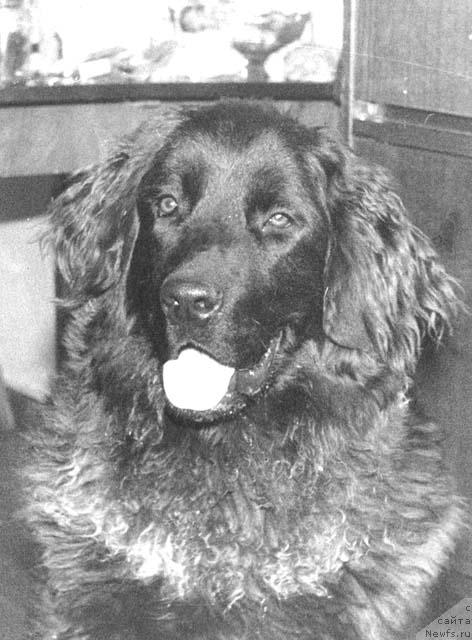 Фото: ньюфаундленд Djin (Джин)