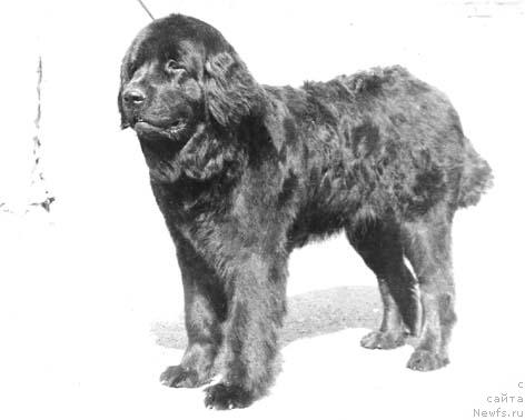 Фото: ньюфаундленд Maura Siash of Layf Seyver (Маура Сиаш оф Лайф Сейвер)