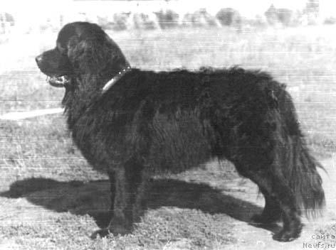 Фото: ньюфаундленд Legran Mag (Легран Маг)