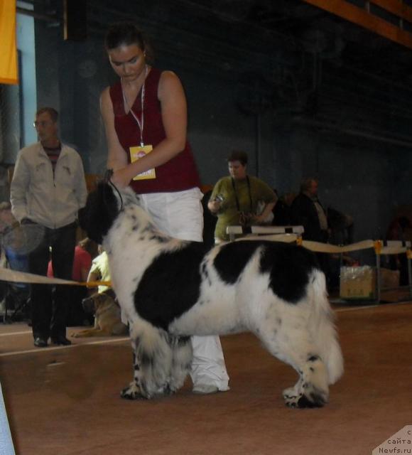 Фото: ньюфаундленд Plyushevaya Panda La Bella (Плюшевая Панда Ла Белла)