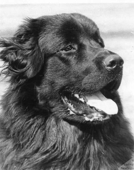 Фото: ньюфаундленд Legran Mag (Легран Маг)