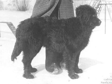 Фото: ньюфаундленд Dagri (Дагри)