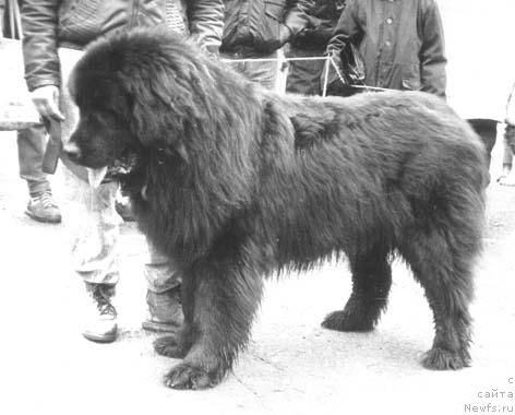 Фото: ньюфаундленд Elord Roness (Елорд Ронесс)