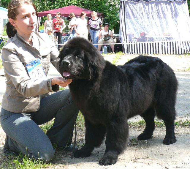 Фото: ньюфаундленд Graciya Nochi (Грация Ночи)