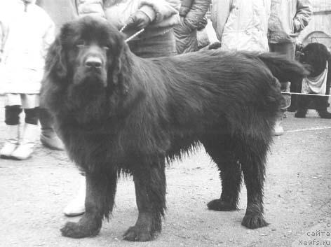 Фото: ньюфаундленд Sindbad Pa (Синдбад Па)