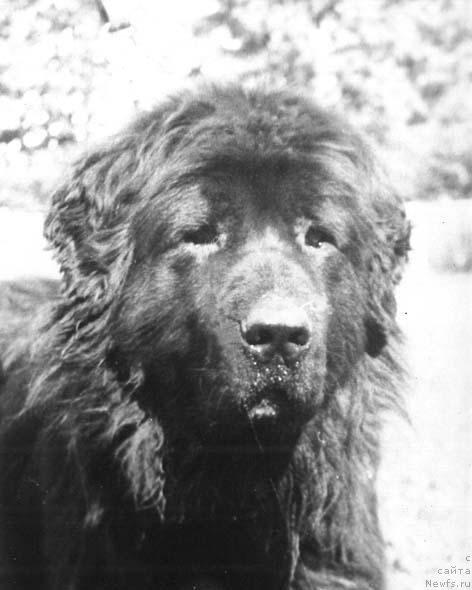 Фото: ньюфаундленд Battergolf's Djeyn Morrisen (Баттерголф'с Джейн Моррисен)