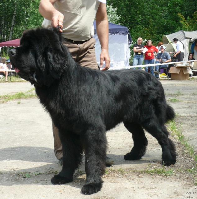 Фото: ньюфаундленд Plushevaya Panda King of Helluland (Плюшевая Панда Кинг Оф Хеллуланд)