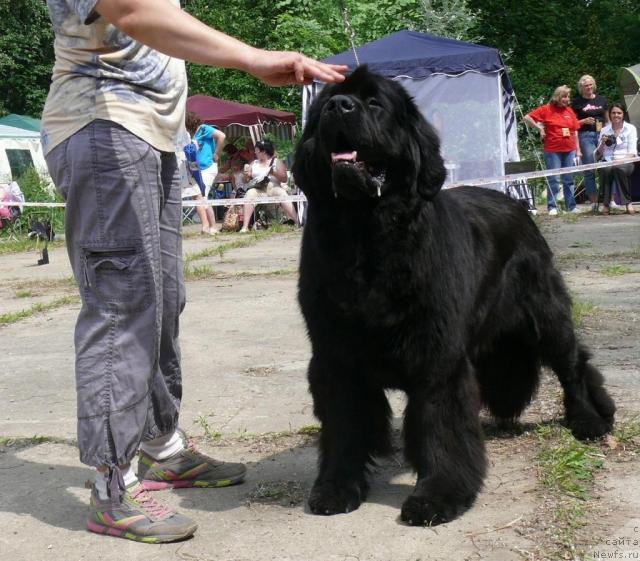 Фото: ньюфаундленд Potap Ceveron (Потап Цеверон)