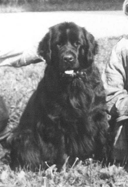 Фото: ньюфаундленд Sofiya Lyumo Botsveyn (София Люмо Ботсвейн)