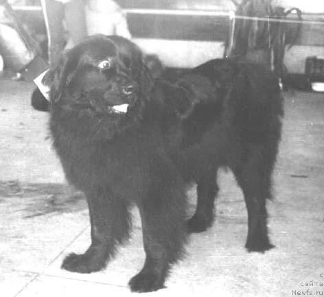 Фото: ньюфаундленд Djeyn CHigi Dayver (Джейн Чиги Дайвер)