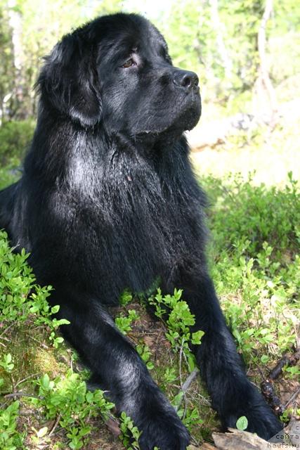 Фото: ньюфаундленд Kaiden Playful (Кайден Плейфул)