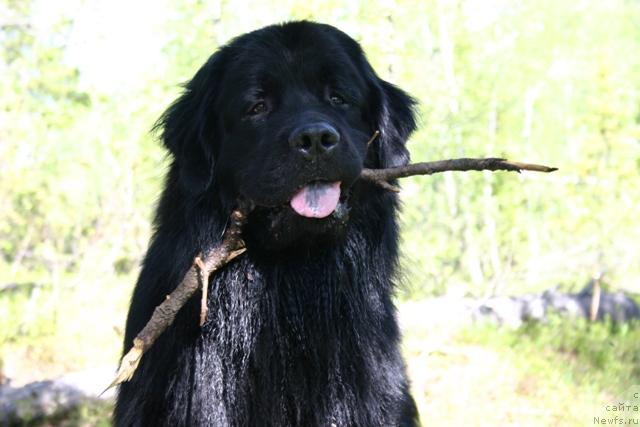 Фото: ньюфаундленд Kaiden Playful (Кайден Плейфул)