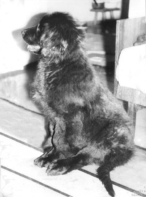 Фото: ньюфаундленд SHelli Santos (Шелли Сантос)