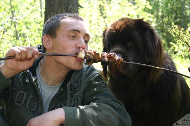 Фото: ньюфаундленд Zorran Snejnyiy Podarok (Зорран Снежный Подарок)