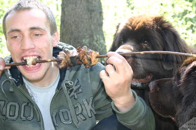 Фото: ньюфаундленд Zorran Snejnyiy Podarok (Зорран Снежный Подарок)