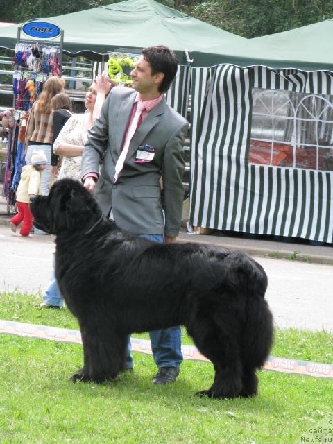 Фото: ньюфаундленд Smigar Ieremiya Ivent Magik (Смигар Иеремия Ивент Магик)