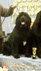 Фото: ньюфаундленд Heiress Parming von Schonbuhl