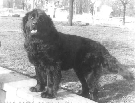 Фото: ньюфаундленд Cedana (Цедана)