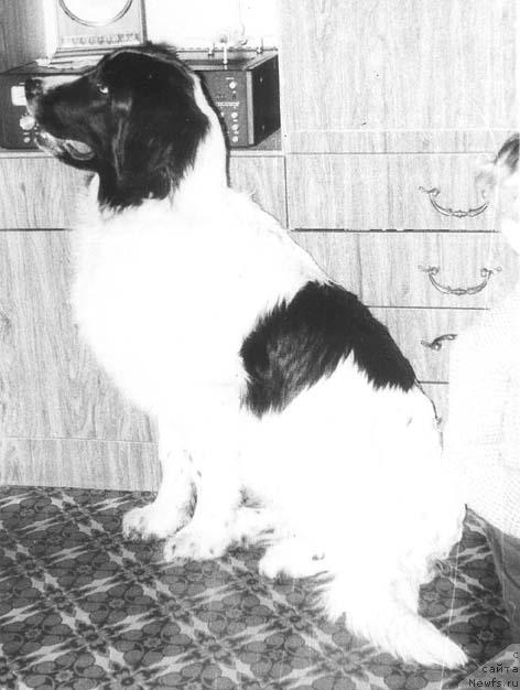 Фото: ньюфаундленд Hanna Sol Gryem (Ханна Сол Грэм)