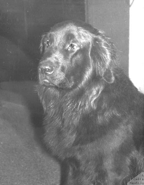 Фото: ньюфаундленд YErnst Polonez of Layf Seyver (Эрнст Полонез оф Лайф Сейвер)