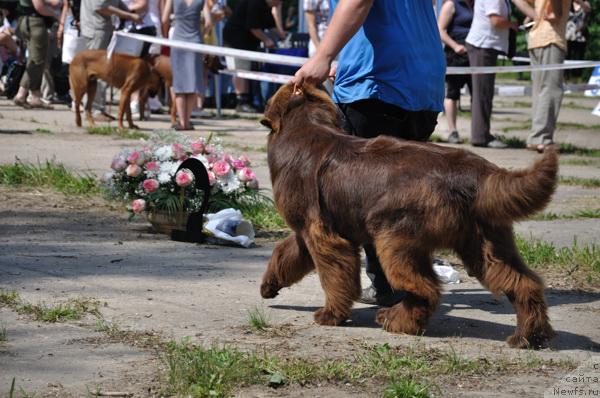 Фото: ньюфаундленд Lesnaya Skazka Koldovskoy Roman (Лесная Сказка Колдовской Роман)