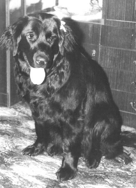 Фото: ньюфаундленд Ursula Klott SHemon (Урсула Клотт Шемон)