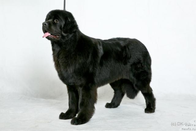 Фото: ньюфаундленд Fantasy (Фентази)