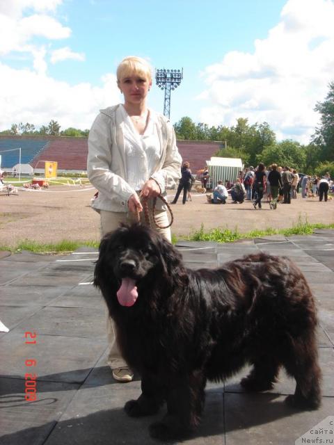 Фото: ньюфаундленд Anabella Bali (Анабелла Бали)