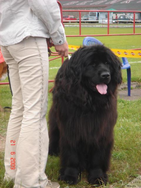Фото: ньюфаундленд Anabella Bali (Анабелла Бали)
