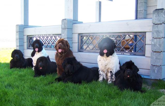 Фото: ньюфаундленд Akvatoriya Kelvin Zaskiya (Акватория Келвин Заския), ньюфаундленд Plyushevaya Panda La Bella (Плюшевая Панда Ла Белла), ньюфаундленд Akvanavt iz Tihogo Omuta (Акванавт из Тихого Омута), ньюфаундленд Amazing Grace vom Riesrand, ньюфаундленд King of Helluland Viking, ньюфаундленд Super Bizon Argo (Супер Бизон Арго), ньюфаундленд Vell Spirit Lillit (Велл Спирит Лилит)