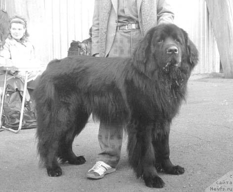 Фото: ньюфаундленд Stif iz Krasnogo Yara (Стиф из Красного Яра)