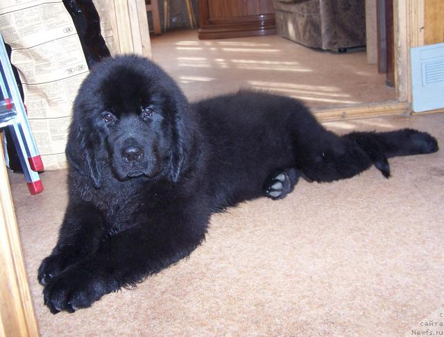 Фото: ньюфаундленд Aquatoriya Kelvin Impressa (Акватория Келвин Импресса)