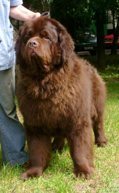 Фото: ньюфаундленд Super Premium Best Belzhen Regards (Супер Премиум Бест Бэлжен Ригардс)