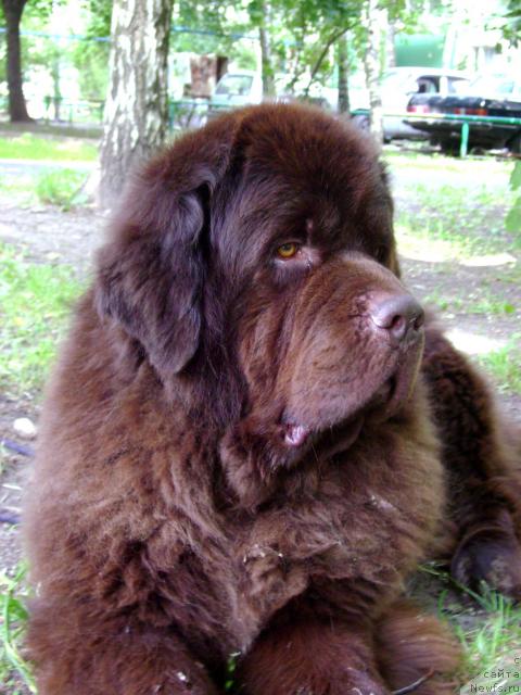 Фото: ньюфаундленд Super Premium Best Belzhen Regards (Супер Премиум Бест Бэлжен Ригардс)