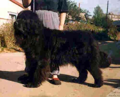 Фото: ньюфаундленд O' Danver Elonik (О' Данвер Елоник)