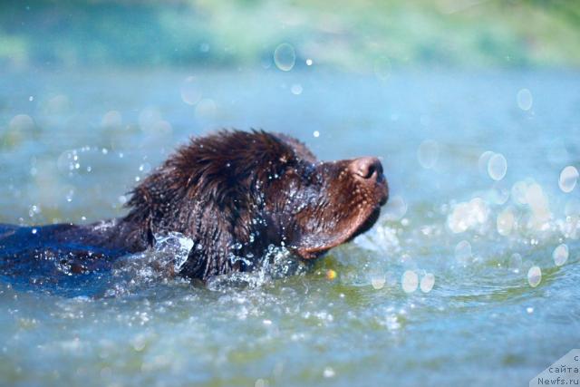 Фото: ньюфаундленд Lesnaja Skazka Korolevskiy Medved (Лесная Сказка Королевский Медведь)