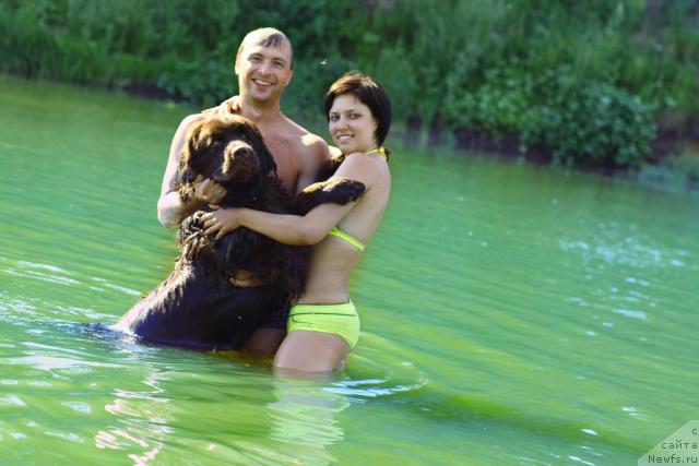 Фото: ньюфаундленд Lesnaja Skazka Korolevskiy Medved (Лесная Сказка Королевский Медведь), Dmitriy Samarcev (Дмитрий Самарцев), Svetlana Samarceva (Светлана Самарцева)
