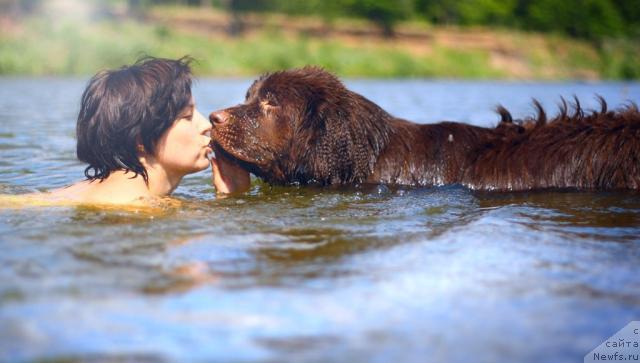 Фото: ньюфаундленд Lesnaja Skazka Korolevskiy Medved (Лесная Сказка Королевский Медведь), Svetlana Samarceva (Светлана Самарцева)