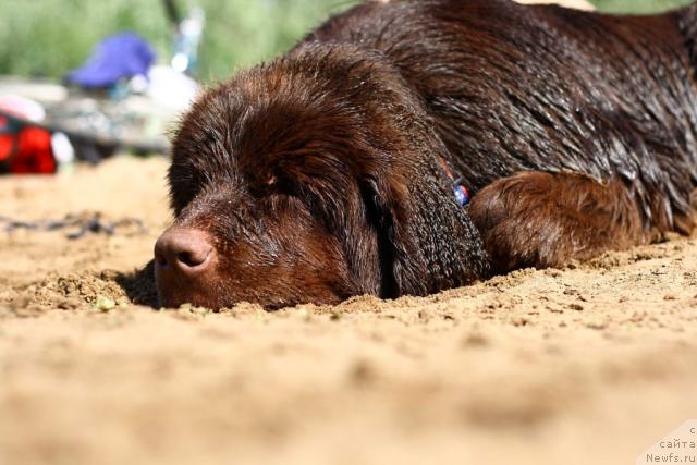 Фото: ньюфаундленд Lesnaja Skazka Korolevskiy Medved (Лесная Сказка Королевский Медведь)