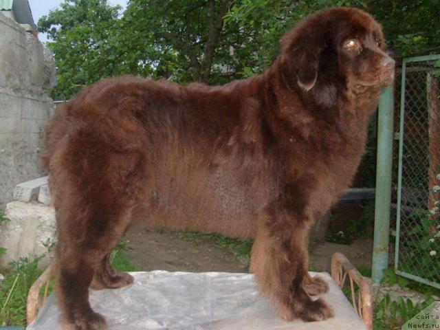 Фото: ньюфаундленд Taori Ross (Таори Росс)