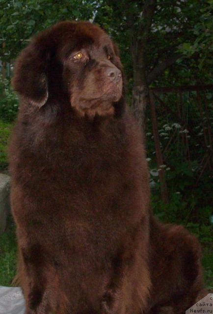 Фото: ньюфаундленд Taori Ross (Таори Росс)