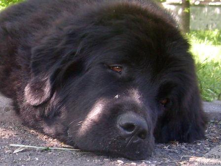 Фото: ньюфаундленд K-Ledy Tiamo (К-Леди Тиамо)