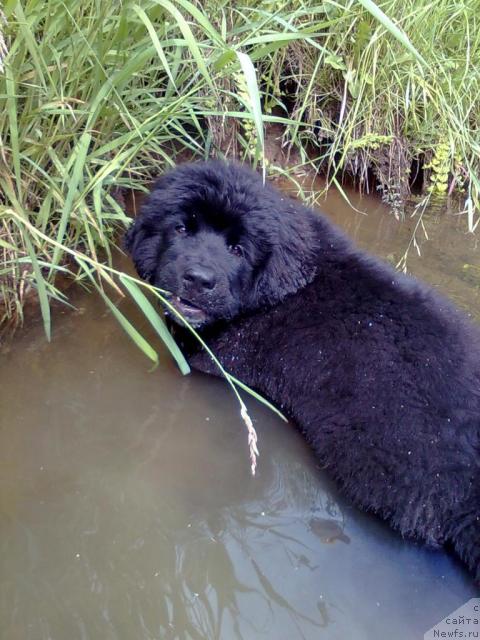 Фото: ньюфаундленд Plyushevaya Panda Pekinskiy Talisman (Плюшевая Панда Пекинский Талисман), ньюфаундленд Plyushevaya Panda Pekinskiy Talisman (Плюшевая Панда Пекинский Талисман)