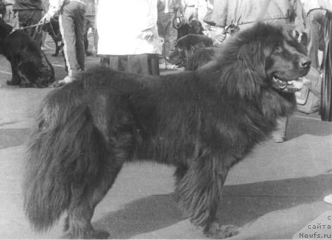 Фото: ньюфаундленд CHarma (Чарма)