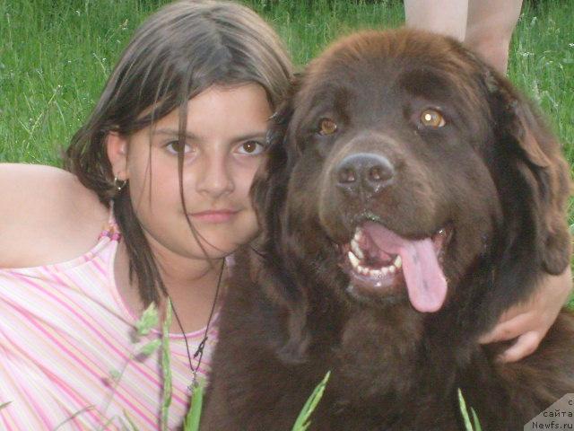 Фото: ньюфаундленд Taori Ross (Таори Росс), Anastasiya Grigor'eva (Анастасия Григорьева)