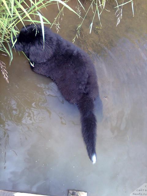 Фото: ньюфаундленд Plyushevaya Panda Pekinskiy Talisman (Плюшевая Панда Пекинский Талисман)