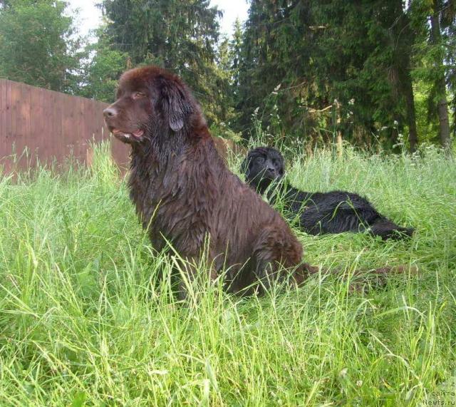 Фото: ньюфаундленд Taori Ross (Таори Росс), ньюфаундленд K-Ledy Tiamo (К-Леди Тиамо)